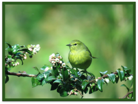 A orange-crowned bird on a branch that is green with white flowers. Photo is zoomed in on the bird.